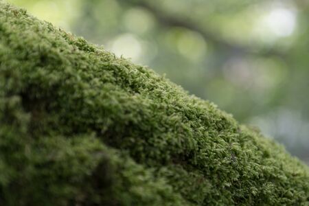 A covered with moss tree trunk in detailの写真素材