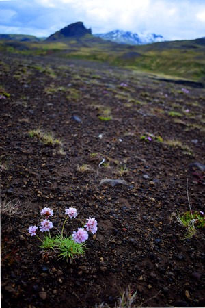 Lone flowersの写真素材
