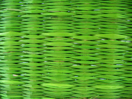 dry green grass patternの写真素材