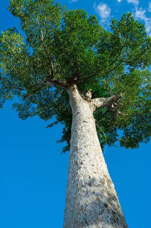 Old big tree on color background with blue sky