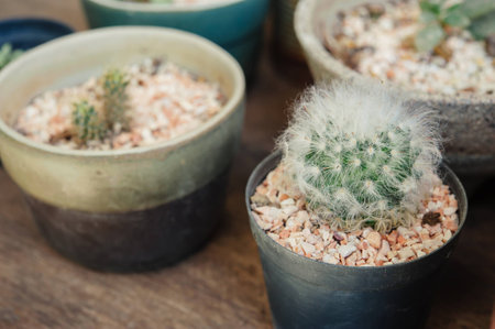 Close-up of cactus in the potの写真素材