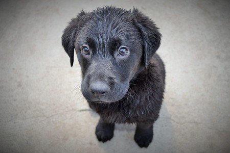 Black Labrador Puppyの写真素材