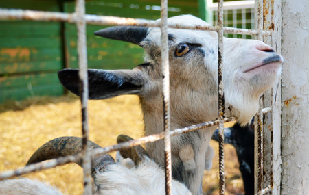 Goat with sad face looking through zoo fenceの写真素材