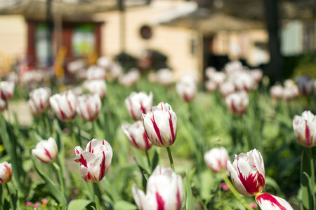 White with red hint tulips in the foregroundの写真素材