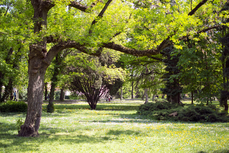 Hanging tree branch in country park Eger Hungaryの写真素材