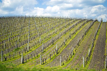 Vineyard in Eger Hungary during the spring seasonの写真素材