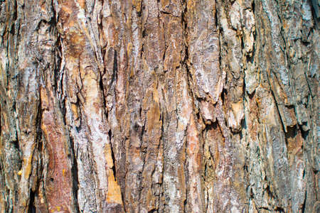 Wood Background brown and orange tree barkの写真素材