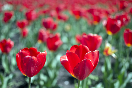 Red tulip flower border out of focus backgroundの写真素材