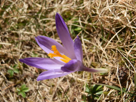 saffronの写真素材