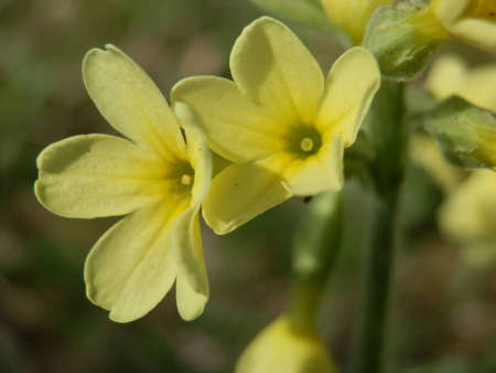 flos primulae macroの写真素材