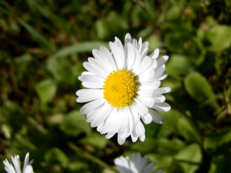 white daisyの写真素材