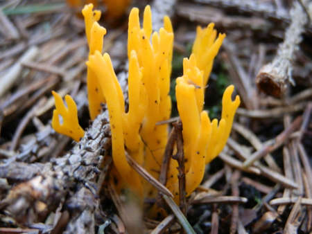 yellow mushroomの写真素材