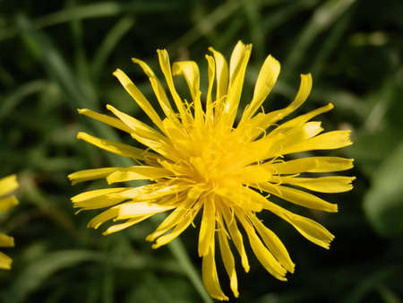 yellow flowerの写真素材