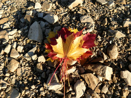 autumn maple leafs on stone の写真素材