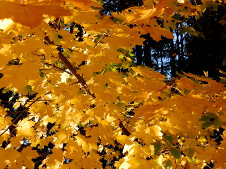 autumn treeの写真素材