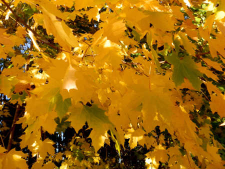 autumn tree_1の写真素材