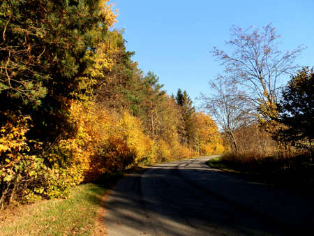 autumn wayの写真素材