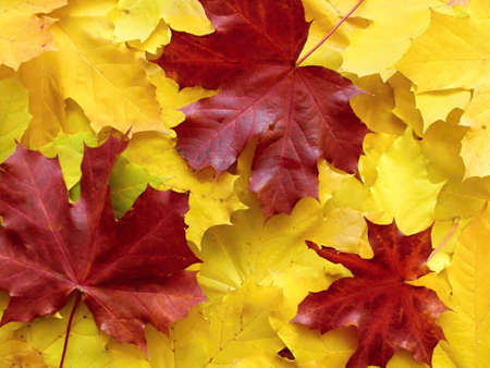backgrounds of maple leafsの写真素材