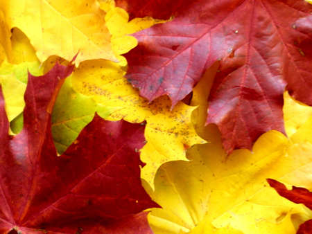 backgrounds of maple leafs_1の写真素材