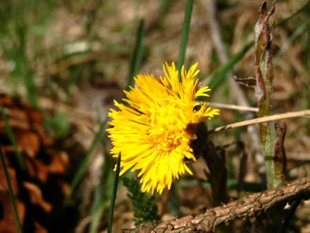 coltsfootの写真素材