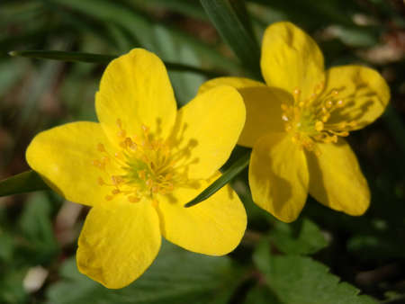 marsh marigold macroの写真素材