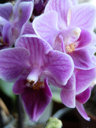 Purple orchid macroの写真素材