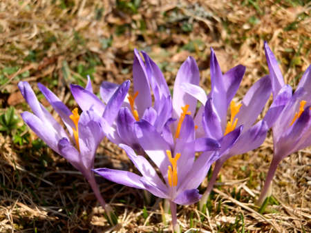 group of saffron flowersの写真素材