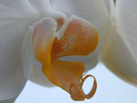 White orchid macroの写真素材