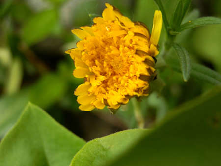 dandelion on greenの写真素材