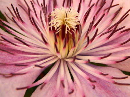 Pink flower   の写真素材