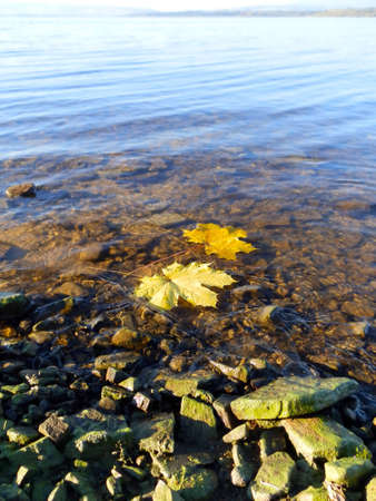 maple leafs on the water1の写真素材