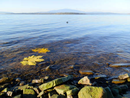 maple leafs on the waterの写真素材