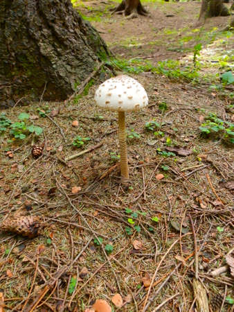 mushroom Bedlaの写真素材