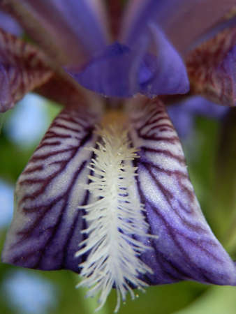 purple flowerの写真素材