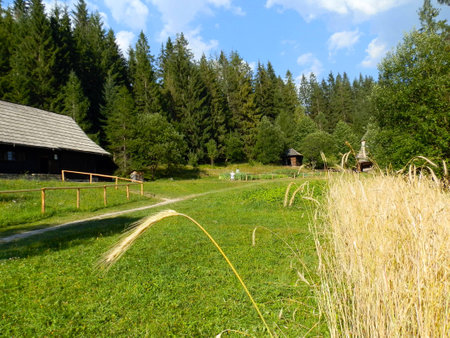 Old village with tree and grainの写真素材