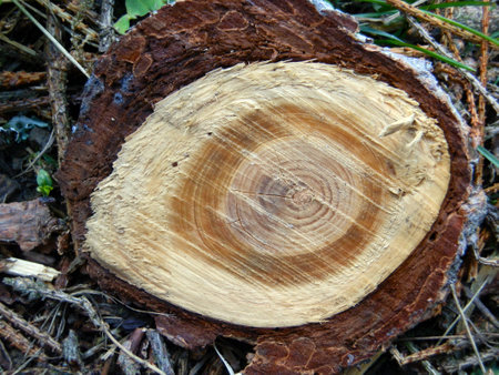 Nice wooden eye from pine woodの写真素材