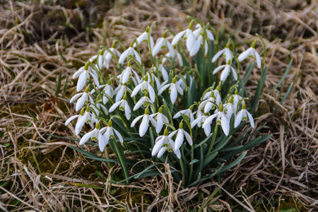 snowdrop group on the meadowの写真素材