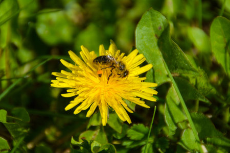 dandelion with bee on the green grassの写真素材