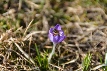 Carpathian saffron on the meadow with beeの写真素材