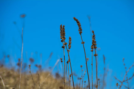 dry stalk of grass with the blue skyの写真素材