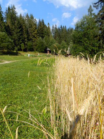 Old village with the grain and treesの写真素材