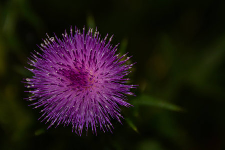 Purple Flower Thistleの写真素材