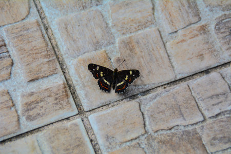Butterfly on the floorの写真素材