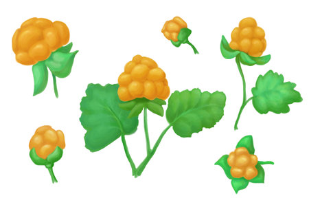 clouderry fruits on the branch. setの写真素材