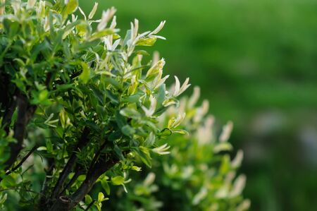 Flowering bush in decorative garden park white flowers in springの写真素材