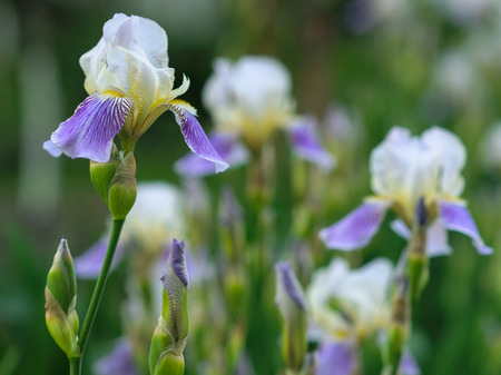 Close-up of spring beautiful purple iris flowers, Beauty world nature greensの写真素材