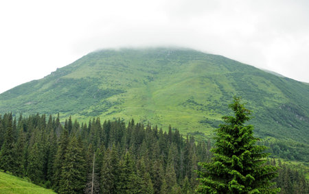 Beautiful Mountain forest fir-trees