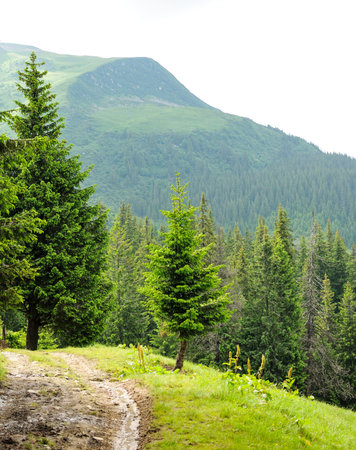 Beautiful Mountain forest with road