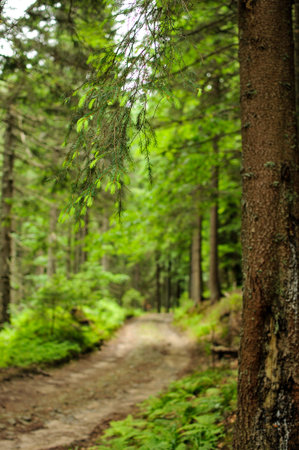 Mystery forest with fir trees and road