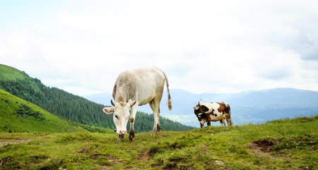 Cows on meadow in the mountainsの写真素材